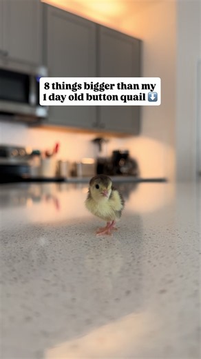 Button Quail Chick Care: One-Day-Old Baby Quail Tips