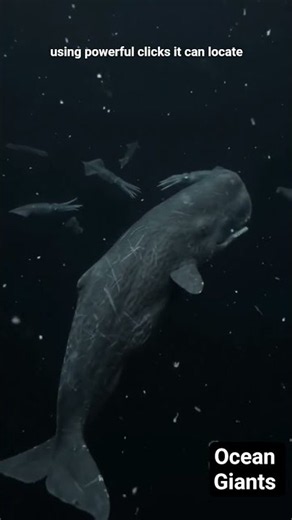 How Sperm Whales Hunt in Total Darkness | Deep Ocean Documentary
