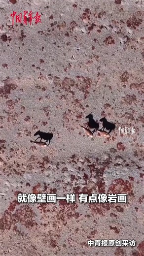 3.3K views · 102 reactions | Three Tibetan wild asses stroll along the riverbed in Yushu Tibetan Autonomous Prefecture, northwest China’s #Qinghai Province, their reflections vivid and lifelike — like a painting come to life. #AmazingChina | China News 中国新闻网 | Facebook