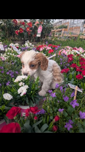 Meet Gracie 🐾❤️ Our gorgeous little 9 week old Cavapoo. She's officially started work and her main duties include cuddles, tail wags and making everyone smile❤️ Pop in and say hello - she won't say no to a cuddle 🐾 #gardenideas #plantsmakepeoplehappy #dogslovers #cavapoo #bringyourdogtowork | Four Oaks Garden Centre