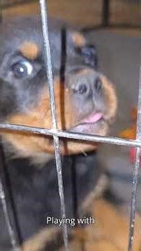 The gilded cage that broke Neo #matrixlore #breakdown