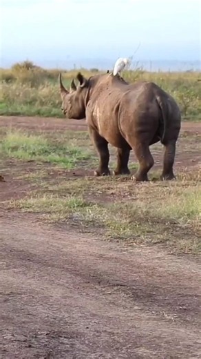 Black Rhinoceros: Africa's Endangered Giant 🦏#animals #viral #BlackRhinoceros