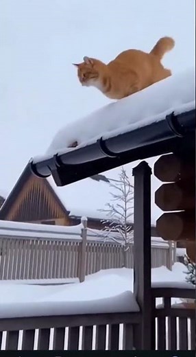 Rooftop Cat Pounce FAIL! Snow Ambush Gone Wrong ❄️