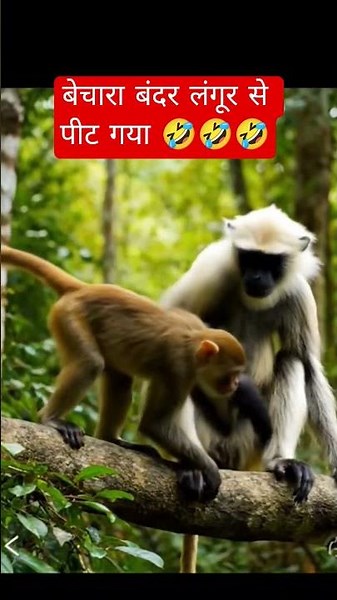 😆 शरारती बंदर पीट गया #shorts #youtubeshorts #viral #animals #monkey