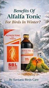 SBL Alfalfa Tonic Birds Ke Liye Health Benefits In This Winter ? #winterbirds #santanubirdscare