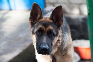 Why doesn't my German Shepherd bark?