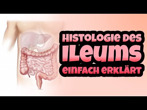 Histology of the ileum explained simply - Peyer's patches, crypts and differences from the jejunum