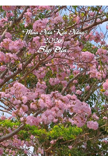 Mùa Hoa Kèn Hồng 2026 sắp đến... Mình thấy lá rụng dần hoa búp búp mong chờ mùa hoa mới. #tuiotiengiangne #hoakenhong #chupanhmytho #mythoreview #bokemytho