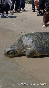 171K views · 3.3K reactions | Found last June by NOAA Fisheries...
