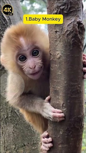 #Top4 Beautiful Sound of Babies Animals! "11-11-2025" #animals #wildlife