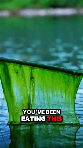 You’ve Been Eating This Algae Without Knowing 🤯 #shorts