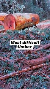 The most stubborn timber #viralreelschallenge #funnymoments #funnyreels #funnyvideos #funnypost #funny #laughing #fun #laugh | Trending today