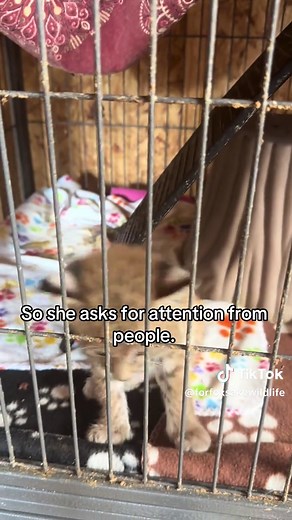 Baby bobcat noises. Lord help me | bobcat