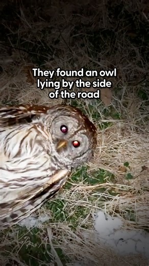 929K views · 20K reactions | The most adorable thing EVER This...