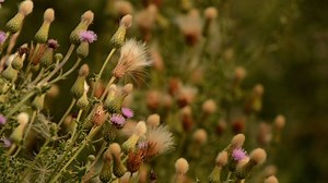 #WednesdayWeedoftheWeek is Canada Thistle Please help support the War on Weeds by contacting your local BLM Office or your local County Weed Coordinator to report or identify noxious or invasive weed populations in your area. The Montana/Dakotas BLM would like to thank the Montana Department of Agriculture, Montana Weed Control Association, and Ravalli County Weed District for making these videos available. | Bureau of Land Management - Montana/Dakotas