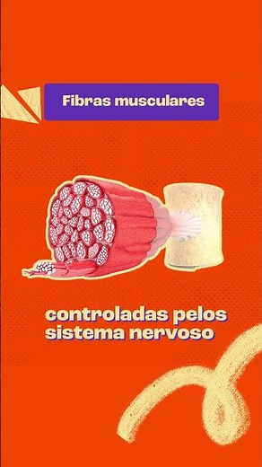 Sistema Muscular explicado em 1 minuto 🧠💪