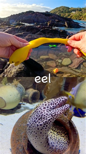Learn Sea Animal Names for Babies Kids: Eel Walrus Lion Fish Stingray #HolidaysWithYouTube