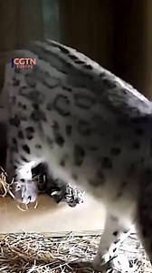 551K views · 22K reactions | A rare snow leopard cub has been born at Chester Zoo as part of a conservation effort to save the endangered species. The cub is the first of its kind to be born at the zoo in its 94-year history. Footage caught on the zoo’s ‘den cams’ showed the six-week old cub and its mother playing and dosing off in the cosy enclosure. #animals #wildlife #preservation | CGTNEurope | Facebook