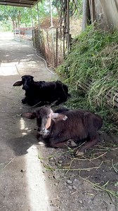 Mga kalabaw sa fourshe integrated farm #asfarmingph #fbreels #asfarming #fyp #Carabao #farmlife #farming | As Farming Philippines