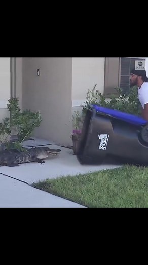 Florida Man Uses Trash Can to Capture Alligator