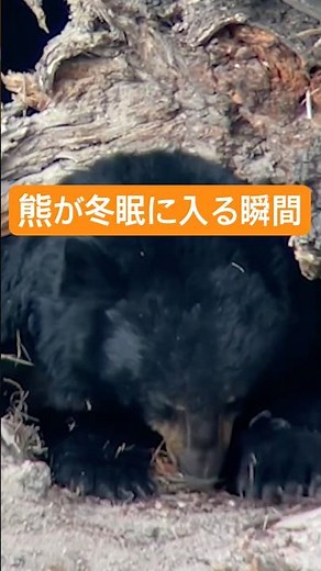 The moment a bear goes into hibernation: Rare footage l Animal Video Company. #Bear #Bear #Kuma
