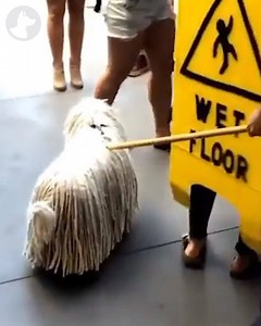 53K views · 1.1K reactions | This dog has the best Halloween costume ever!  | Go Fetch | Facebook