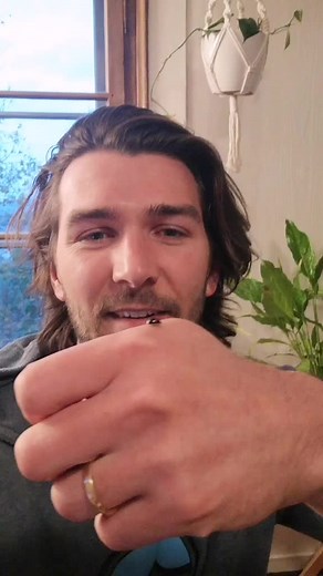 Close-up of a Ladybug Face under Microscope