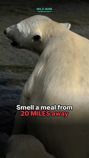 This bear hunts humans as prey. Here's why