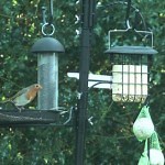 Five Things Cheaper Than Angry Birds Trilogy On PS Vita | TheSixthAxis