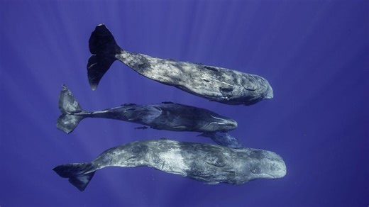 Ce au descoperit oamenii de știință în sunetele "coda" emise de cașaloți: „Surprinzător de complexe și apropiate de vorbirea umană”