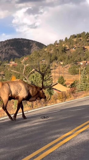 277K views · 53K reactions | A close call for Split 5! #photography #wildlife #nature #reels #foryoupageシ #colorado #elk #bullelk #wildanimals | Good Bull Guided | Facebook