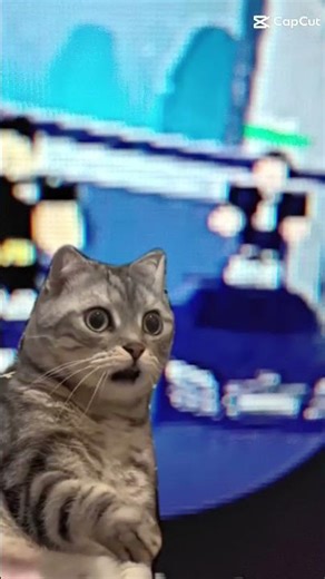 quand ton chat et choquer