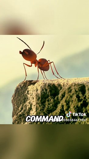 Amazing Showdown: Red Ants vs. Camel Spider