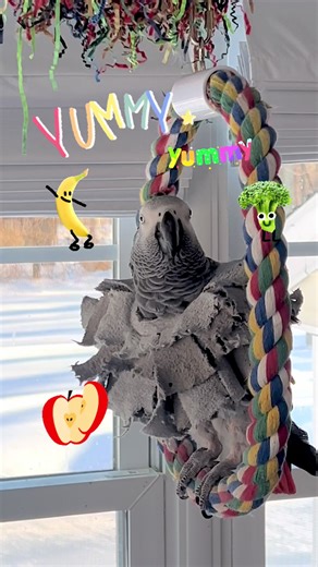 Meet Symon: The Talkative Congo African Grey Parrot