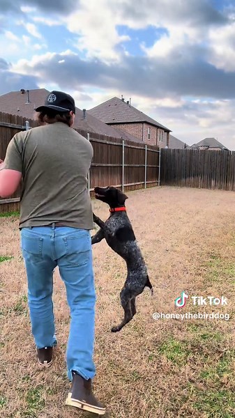 Fun Retrieving Training Tips for German Shorthaired Pointers