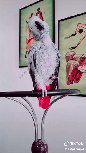 ✋🔞⛔ 🦜 Angry 😠 bird compilation video of #swearing #tiktokparrot #africangrey #funny #parrot #fyp
