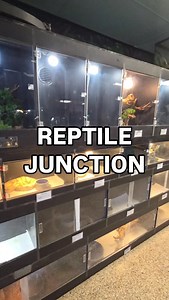 🐍🦎 Whether you’re stocking up on feeders, upgrading your setup, or looking for your pet’s new best friend — Reptile Junction has it all! From enclosures, accessories, books, and toys to a knowledgeable, friendly staff who love helping you find exactly what you need. Stop by and see why we’re your one-stop reptile shop! 🐢✨ #reptilejunction #reptiles #reptilestore #az #arizona #apachejunction #petshop #thingstodo #supportlocal | Reptile Junction