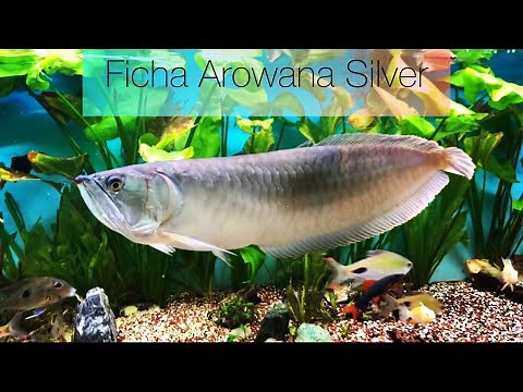 Arowana Silver, Descripción, Acuario,Alimentación,Parametros del Agua