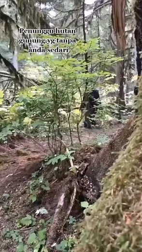 1.4K reactions · 91 shares | Source video : cryptid university #cryptozoologyonthetrack #cryptidsight #cryptidsightings #CryptidEncounters #cryptidcore #CryptidCulture #paranormalactivity #strangecreature #bigfoot #misterious | Dally Sandradiputra | Facebook