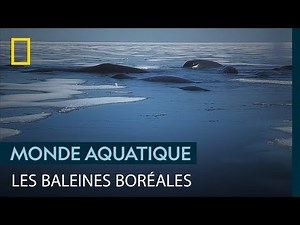 Ces baleines boréales sont les dernières du Spitzberg