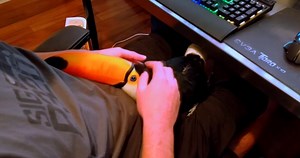 Sahibinin Kucağına Çıkarak Kendini Sevdiren Aşırı Sevimli Tukan