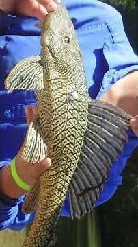 Common Plecostomus #animalfacts #animals #pleco #plecostomus #aquarium #aquariumfish #wildlife #fish