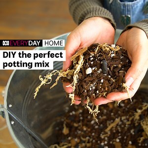 38K views · 114 reactions | Plant collector Sam Roxas shows how she makes her own potting mix for regular houseplants, aroid plants and baby saplings | ABC EVERYDAY | ABC Australia | Facebook