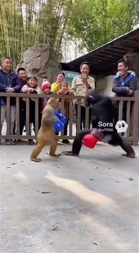 Boxing fight between Monkey and Chimpanse