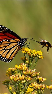 5 simple ways to make your garden a pollinator’s paradise