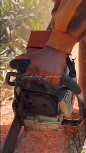 Chainsaw Operator Skills in Splitting Mahogany Wood