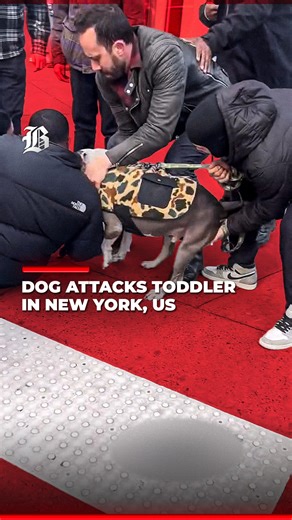 Barlaman Today on Instagram: "A dog attacked a toddler in the streets of New York this week, according to videos shared on social media. Witnesses said the child was injured during the incident, though the extent of the injuries has not been officially confirmed. #NewYork #Dog #DogAttack #Viral #ViralVideos"