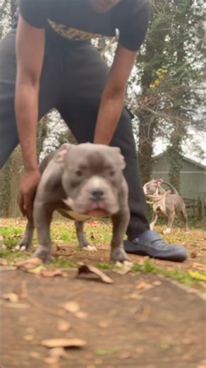Stack off 8 month old micro bully🔥‼️#bullybreed #bullypuppy #microbullies
