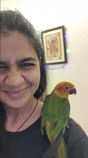 Talking parrot Sunconure, loud personality! #goldie #parrot #sunconure