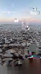 Ouragans destructeurs, typhons, canicules… Ces phénomènes extrêmes ont tué plus de 500 000 personnes dans le monde ces 20 dernières années. Mais quels pays sont les plus durement touchés ? | Brut nature FR